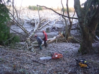  Also some frosty windblown elm to clear up